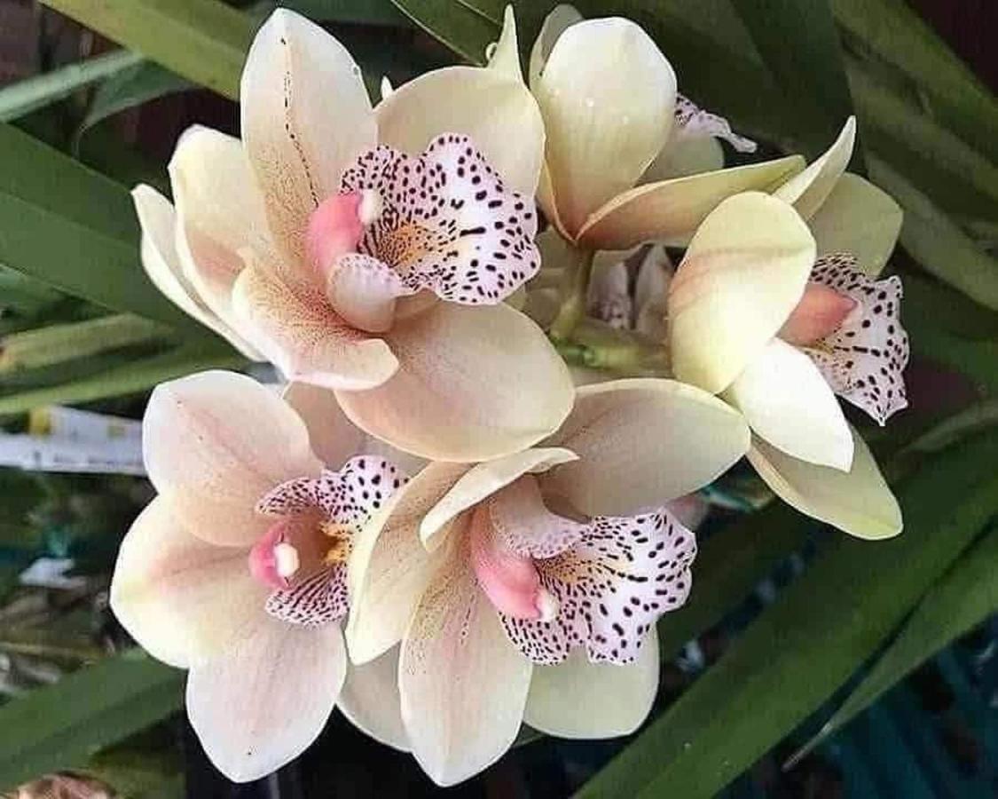 Magic Flower Rooms Cahuita Kültér fotó